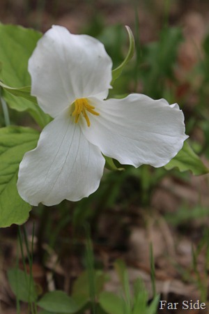 Large -flowered Trillium
