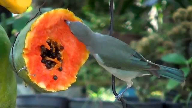 Fruits For Birds