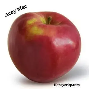 Acey Mac Macintosh apple