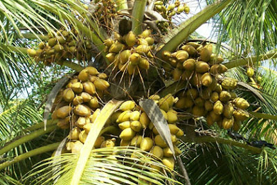 Coconut Tree  Picture