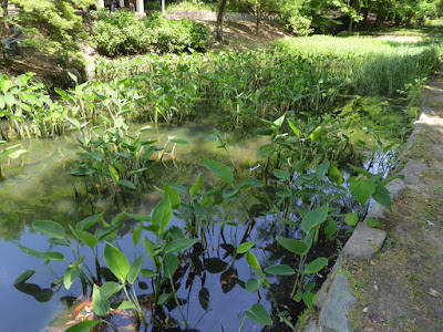 山田池公園 ミズカンナ