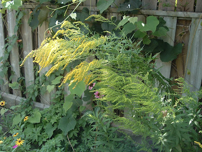 [Photo: Solidago sp.]