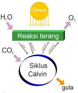 Soal Pilihan Ganda Bab Fotosintesis Tumbuhan jawaban