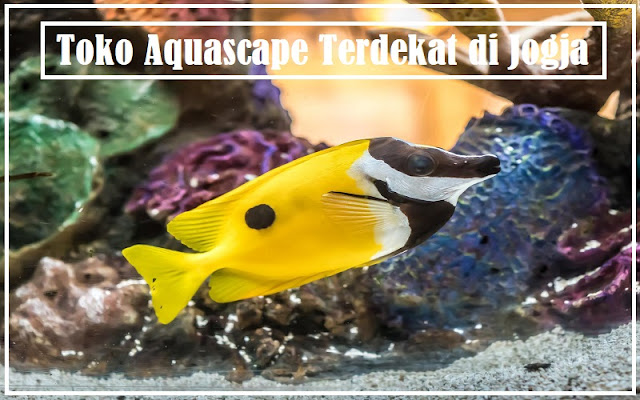 Toko Aquascape Terdekat