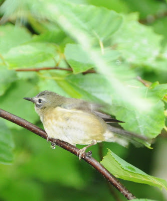 Black-throated Blue Warbler (Setophaga caerulescens)