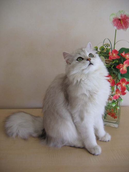 British Longhair Cat. This cat has a medium-to-long, fluffy coat and a short 