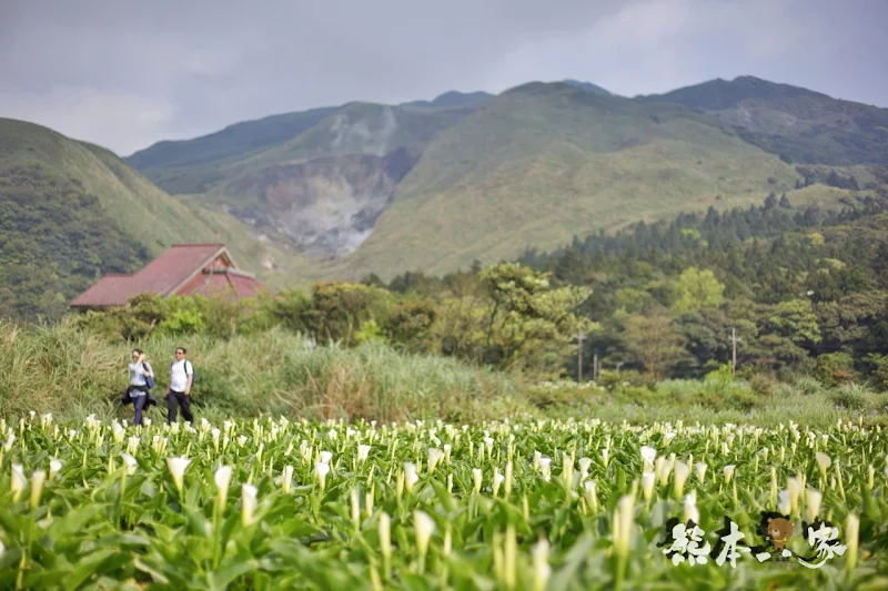 名陽匍休閒農莊｜頂湖海芋步道~台北陽明山竹子湖海芋季官網封面照就是在這拍的