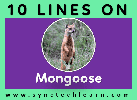 short essay on Mongoose