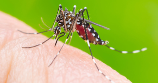 Como prevenir casos de dengue, chikungunya e zika