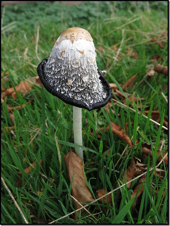 3018ShaggyInkCap