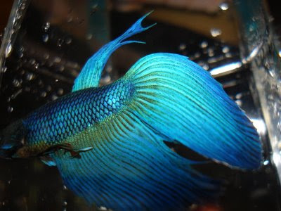 betta splenden