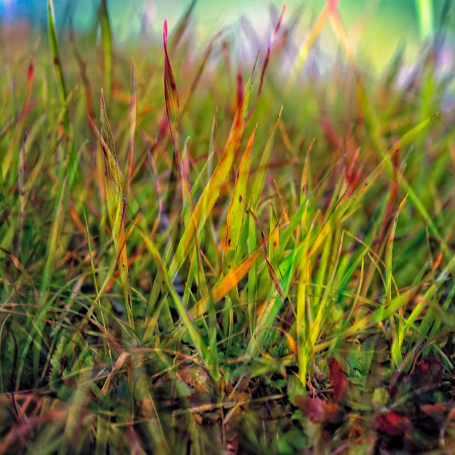 The Colors of Grass