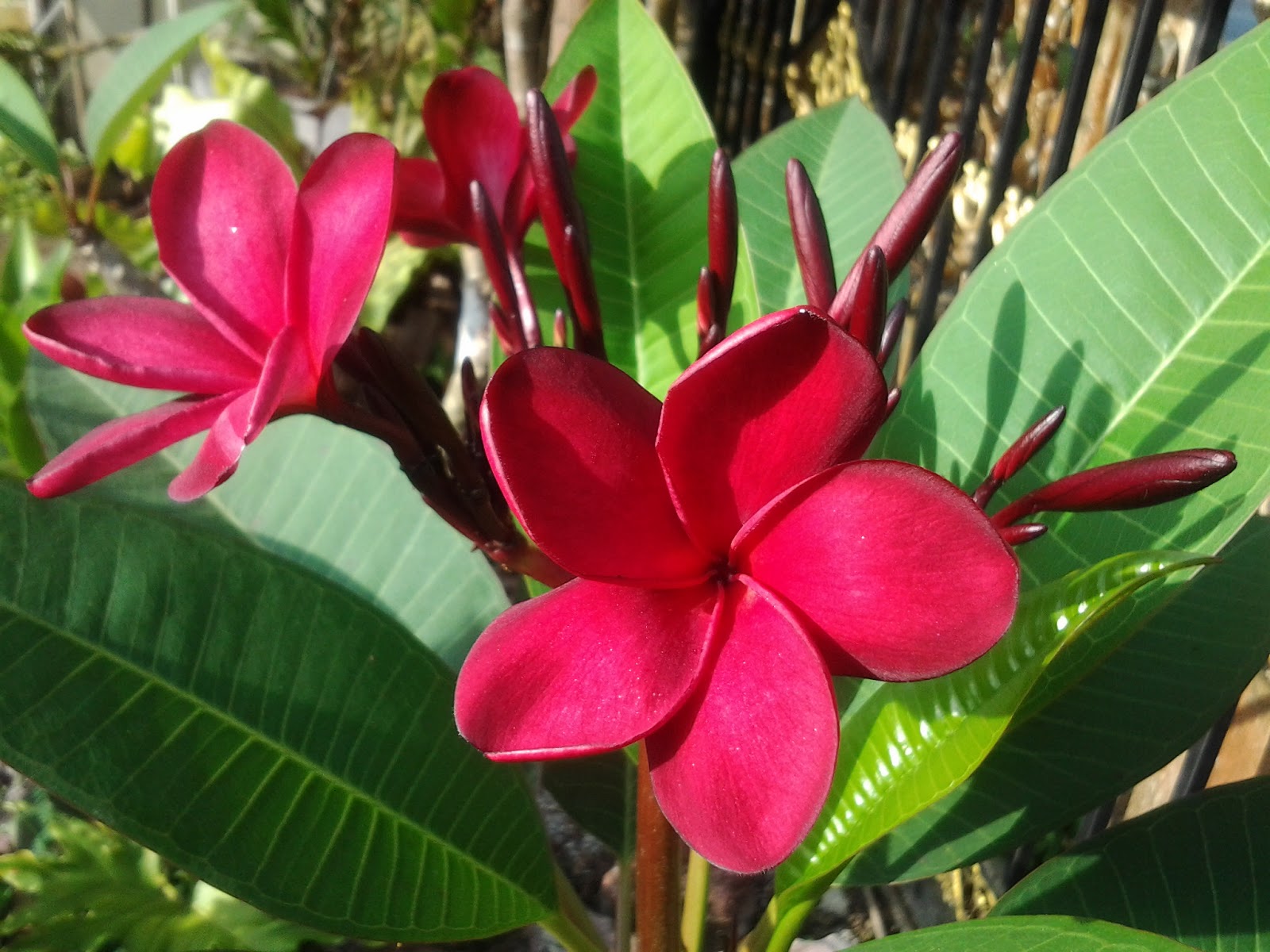 Laman Husna: Kemboja merah ku sayang.