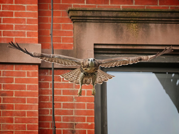 Tompkins Square red-tail fledgling