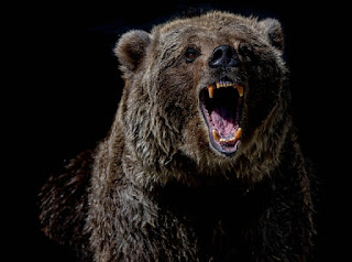 Growling Bear by Mana5280 via Unsplash - https://unsplash.com/photos/rGPDLlMNFF4