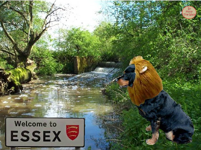 Essex reports roaming lion. Molly The Wally Investigates!