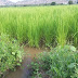 Governo presta assistência a agricultores na produção de arroz vermelho no Vale do Piancó
