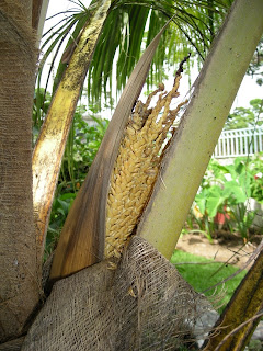 Coconut palm, La Ceiba, Honduras