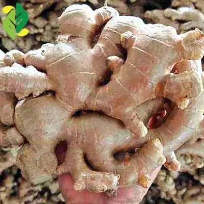 Indonesian fresh ginger - Exporter of high quality fresh ginger root