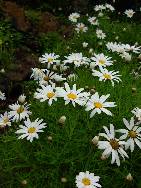 Argyranthemum frutescens subsp. canariae