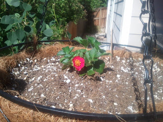 Hanging strawberry plant