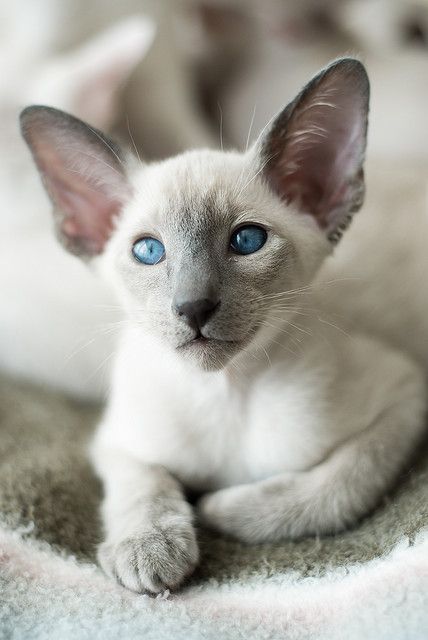 ♥typical wedge head Siamese. Very cute! 