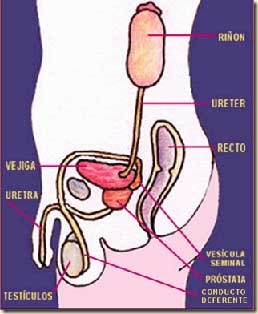 prostatitis