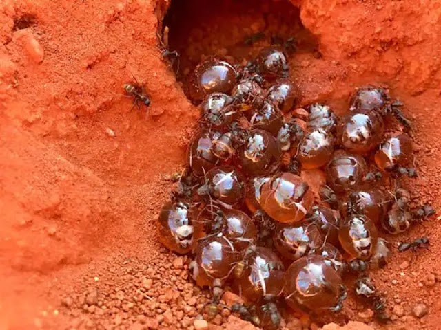 Honeypot Ant क्या आप जानते हैं कि चींटियां भी शहद बनाती हैं? पढ़िए खबर..