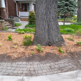 High Park North Toronto New Front Yard Makeover After by Paul Jung Gardening Services--a Toronto Organic Gardener