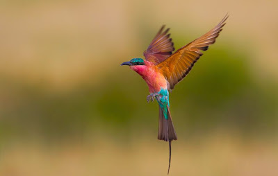 Ave del paraíso volando por el bosque