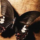 butterflies (54).jpg