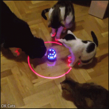 Funny Cat GIF • Cats and kittens discovering an amazing New cat toy? the colorful whirly laser [ok-cats.com]