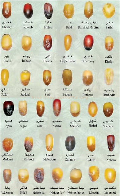 jenis-kurma-types-dates-ramadhan-puasa-nabi