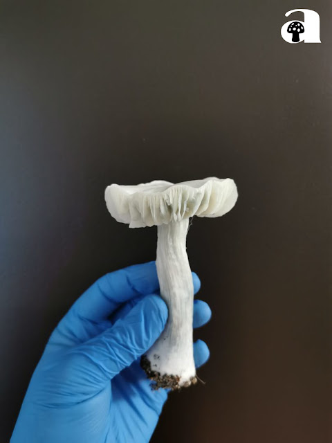 Albino Avery Mushrooms_5