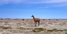 Llama, Uyuni, Bolivia