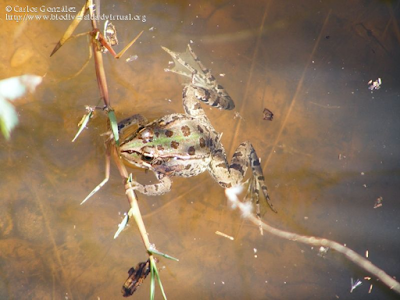 http://www.biodiversidadvirtual.org/reptiles/Pelophylax-perezi-img15720.html