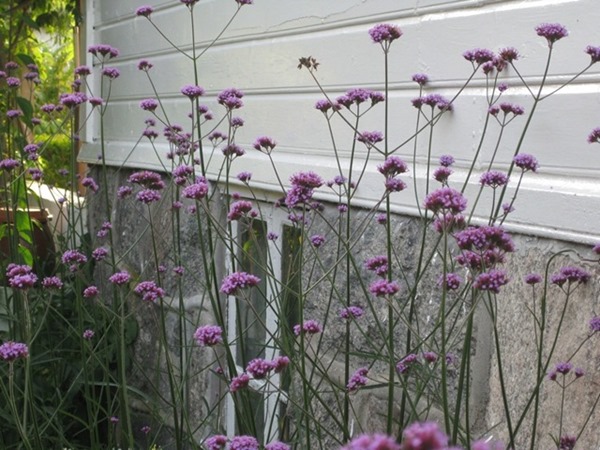 2010-10-10 Kjempeverbena (3)[2]