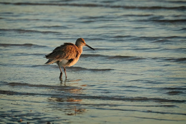 Willet on the beach.