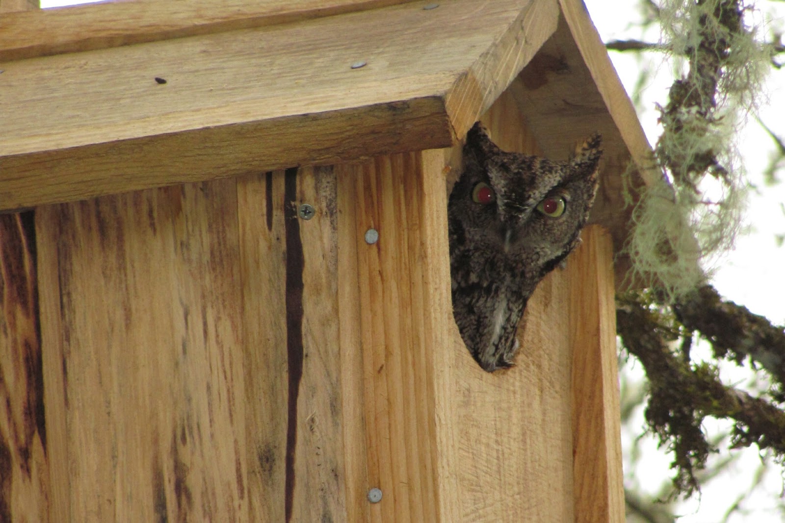 No Spotted owls have been (or will be) spotted!