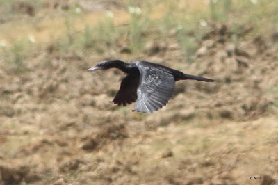 Little Cormorant