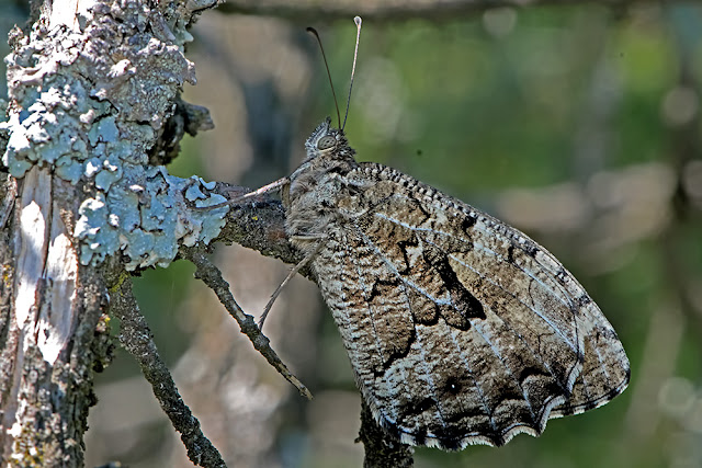Hipparchia semele the Rock Grayling butterfly
