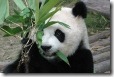 panda