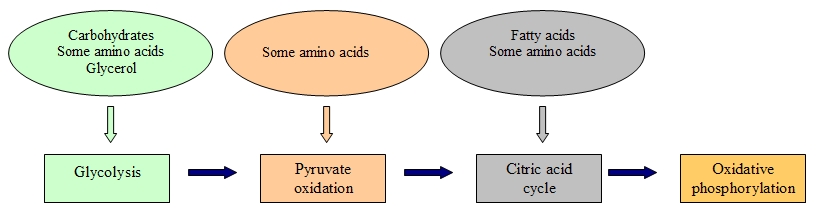 Connection of carbohydrates, proteins and lipids to glucose metabolism