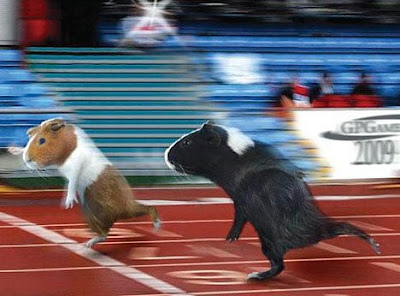 Grueling Guinea Pig Games of the 2009 Olympics