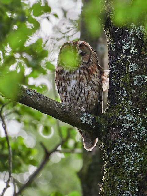 Tawny Owl failure