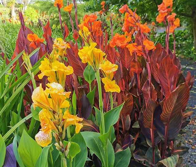 Canna Lily Care Guide? Growing and Types