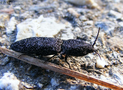 http://www.biodiversidadvirtual.org/insectarium/Lacon-punctatus-%28Herbst-1779%29-img480482.html