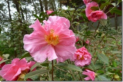 昆明。鳳鳴山。太和宮金殿 KunMing Golden Palace