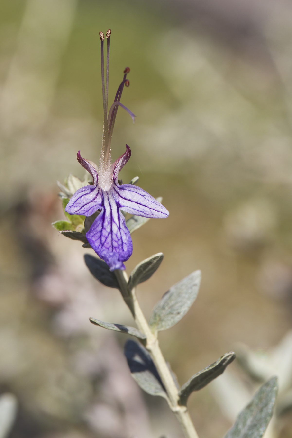 Teucrium fruticans