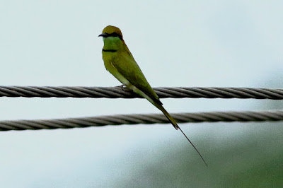 Green Bee-eater -
